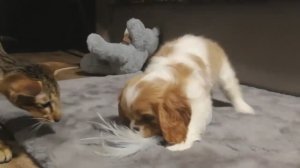 Щенки ККЧС 09-05-2022