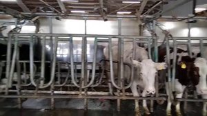 Доильный зал Параллель - вход коров на доильную площадку