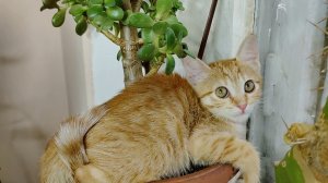 Котенок Миа и комнатное растение