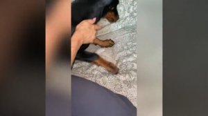 ставим уши доберману на палочки.