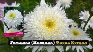 Ромашка или Нивяник сорта Фиона Когхил.?