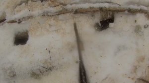 Хускварна 365 против 2-х Штилей 361 с Китайской ПОРШНЕВОЙ.