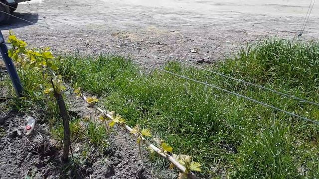 Анапа, неукрывной виноградник весной, шпалеры для неукрывного винограда. смотреть онлайн