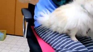 Фурминатор для длинношерстных собак, маленький