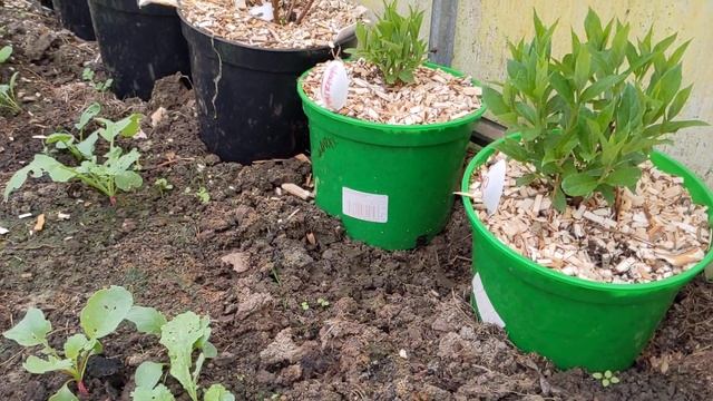 29апреля. ?️Температура почвы в теплице. ???Гортензии и однолетники в парнике. смотреть онлайн