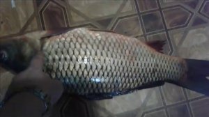 Кормление кошек