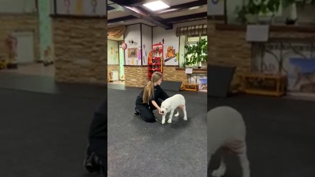 Бишенели Тесса первый раз на занятии  . смотреть онлайн