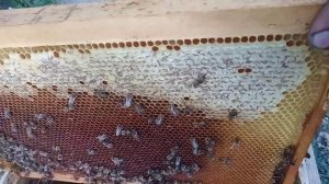 Как собрать большой урожай меда. Как пчелы далеко летят за медом. Как ставить пасеку до медоноса?