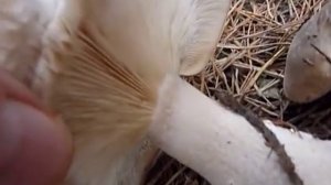 Szürke tölcsérgomba - Clytocybe nebularis Lepista nebularis - Szürke tölcsérpereszke