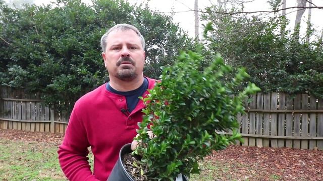 How to grow Green Spire Euonymus (Upright Narrow Evergreen Shrub) смотреть онлайн