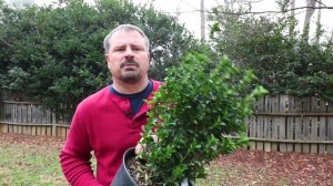 How to grow Green Spire Euonymus (Upright Narrow Evergreen Shrub)