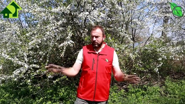 ЧТО ПОЛОЖИТЬ В ЗЕМЛЮ ВМЕСТО НАВОЗА? Дешевые, бесплатные способы удобрить землю, привычные, необычны