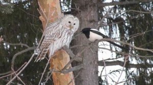 ЛИСА, СОВА И СОРОКА   Марийская Сказка   Читает Елена Кузнецова