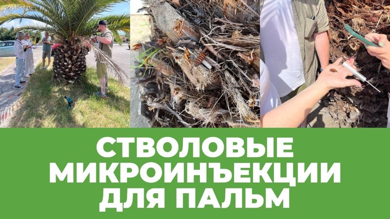 Инъекции для пальм. Подготовка и монтаж капсул