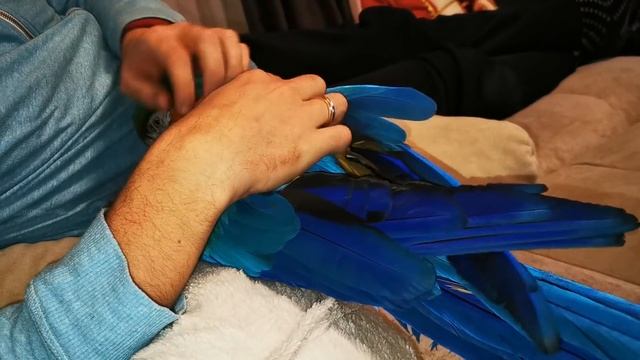 Говорящий попугай Ара играет с хозяином. Попугай ара Рома чуть не откусил нос хозяину. смотреть онлайн