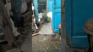 Индюк на убой сколько весит домашний индюк