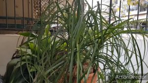 Бокарнея(Нолина) в Начале Зимы ?