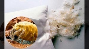 Перьевые и пуховые подушки: чем они на самом деле опасны для здоровья