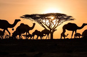 Африка.Africa.Этнический транс.Музыка свободного континента.