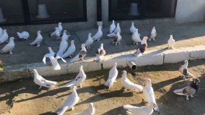 Бакинские голуби   #baku  #pigeons