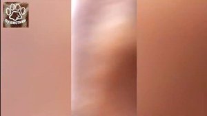 Самые смешные приколы про морских свинок