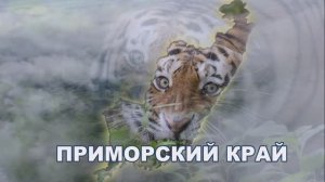 Тигры Владивостока, Приморский край