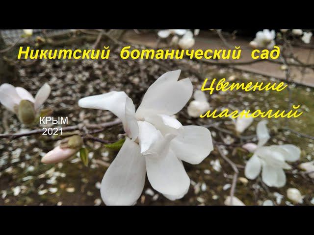 Никитский ботанический сад, Крым 2021. Цветение магнолий 09 апреля. Белая роскошь