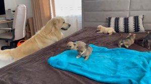 Golden Retriever Meets Puppies for the First Time