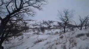 Охота на зайца с русскими гончими 2023г