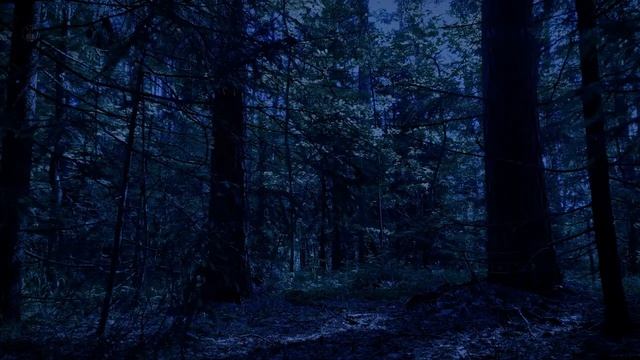 Ночной лес Релакс. Звуки ночного леса для спокойного сна.