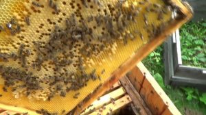 Повторный осмотр пчелинной семьи после выхода роя