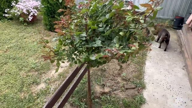 вернусь из дома на ЮГЕ и буду делать работу над ОШИБКАМИ смотреть онлайн