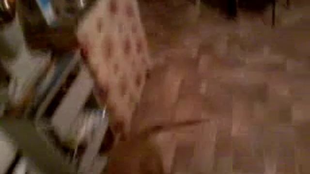 Собачий хор смотреть онлайн