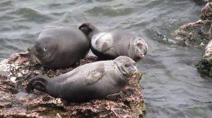 Байкальские нерпы - Ушканий остров