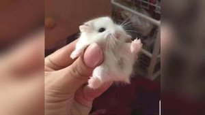 ты так похож на кота - жанулька (кавер сохка)