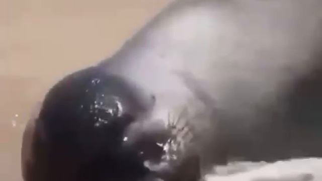 спокойной ночи