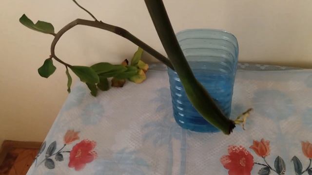 Замиокулькас в воде? Укоренение. Эксперимент смотреть онлайн