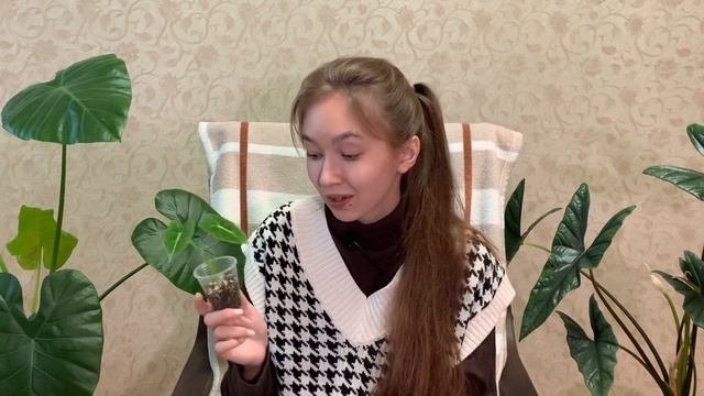 ОБЗОР моей коллекции АЛОКАЗИЙ. Часть 1