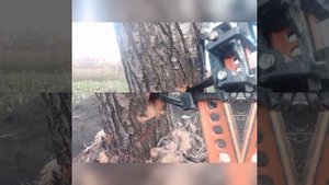 корчевание деревьев с помощью реечного домкрата.
