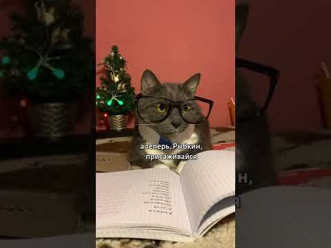 Что если бы котики ходили в школу