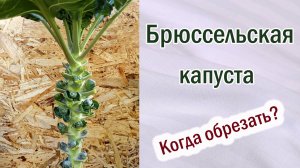 Брюссельская капуста. Когда и чем обрезать листья.