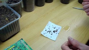 Сумах пушистый.  Стратификация семян.