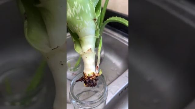 Алоэ в воде, новые побеги и корни - комнатные растения смотреть онлайн