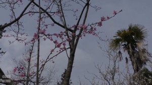 Озургети (ოზურგეთი), бывший Махарадзе.