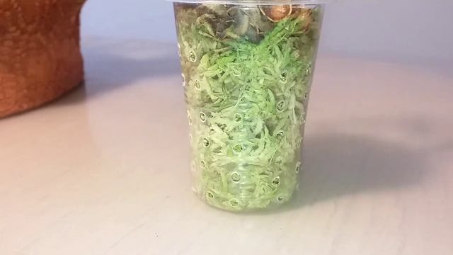 ОРХО-ЗАВИСТЬ - двигатель ПРОГРЕССА. Монилиформе: НОВИНКИ, хваст, посадка смотреть онлайн