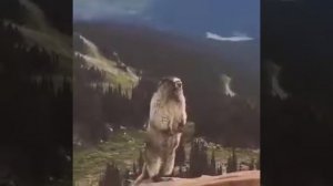 ОрУщИй БаРсУк