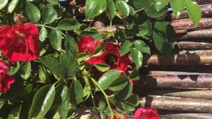 Bumblebee on my Rambling Rosie rose