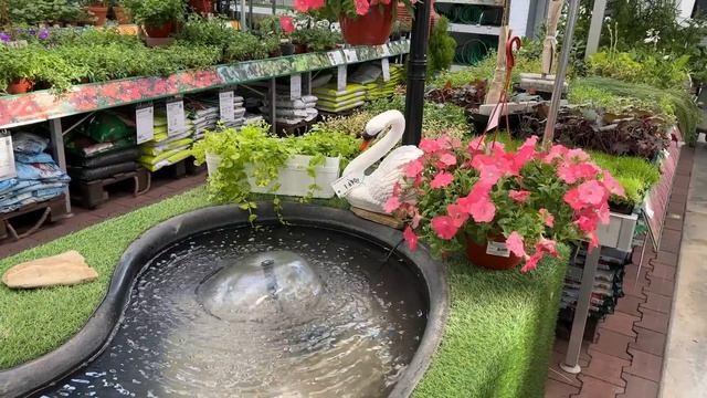 На витрине в Бауцентре море редких орхидей! смотреть онлайн