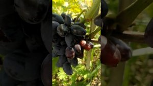 виноград сорт МОГУЧИЙ