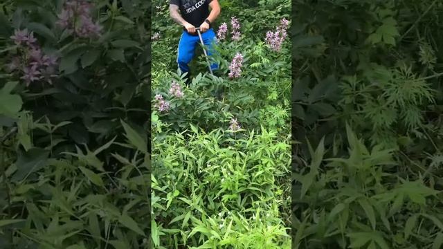 Ясенец Болиголов корень ясенца